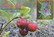 Cowberry