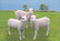 Lambs