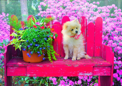 Puppy in the Colorful Garden, 500 palapeli