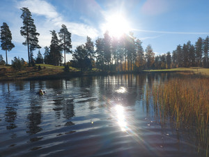 Käytetyt golfpallot löytyvät pinnan alta