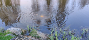 Käytetyt golfpallot löytyvät sukeltamalla