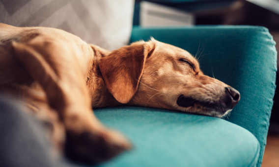 Eroahdistuksen yksityiskoulutukset