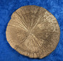 Markasiitti pyriittiaurinko kokonainen 71g 7cm