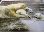 Juliste jääkarhuperhe, emo ja kaksi pentua 40x50cm