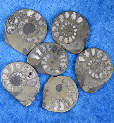 Ammoniitti halkaistu fossiili, pyriittiä 20-30mm Marokko
