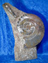 Fossiiliveistos iso ammoniitti ja oikosarvifossiiliveistos 19,5kg