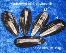 Orthoceras-oikosarvifossiili hiottu pisaran muotoon, paino keskim 61g