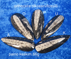 Orthoceras-oikosarvifossiili hiottu pisaran muotoon, paino keskim 66g