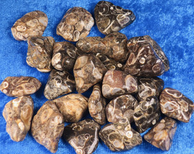 Turritella-akaatti rumpuhiottu etanafossiili USA. Valitse koko 3-30g