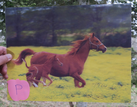 3D-juliste hevoset. Tamma ja varsa juoksevat pellolla. 29cmx39cm P