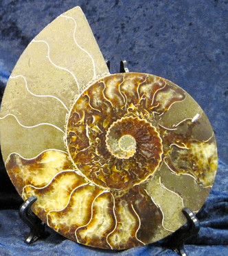 Ammoniitti halkaistu 17,5cm 586g fossiili