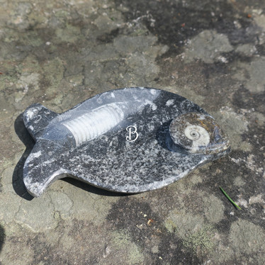 Fossiililautanen 12cm kala 140-180g jossa ammoniitteja ja oikosarvia