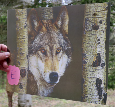 3D-juliste susi katsoo koivujen välistä, koko 29cmx39cm E