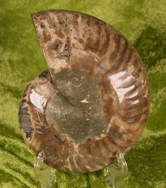Ammoniitti halkaistu 12cm  235g y