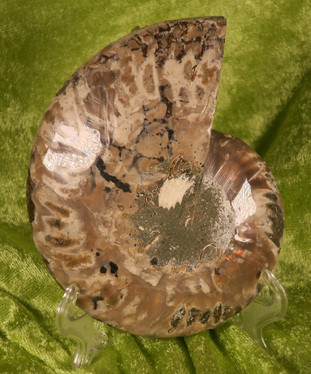 Ammoniitti halkaistu fossiilin puolikas 12cm,  230g x