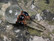 Chakrahoitosauva vuorikidepallo, 6 haukansilmää ja vuorikidekärki 10cm