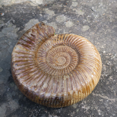 Ammoniitti iso kokonainen ammoniittifossiili   1,67kg