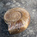 Ammoniitti iso kokonainen ammoniittifossiili   1,67kg