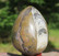 Kivimuna ammoniitti, oikosarvi fossiilimuna 60mm 168g ruskea
