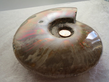 Ammoniitti opalisoitunut iso kokonainen ammoniitti 1788g fossiili