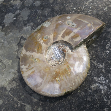 Ammoniitti opalisoitunut iso kokonainen ammoniitti 1788g fossiili