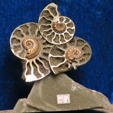 Ammoniitti fossiileita pyriitillä, korkeus 10cm, leveys 9cm