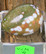 Kivimuna Valtamerijaspis n.35mm muna nro 1-4 Madagaskar