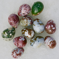  Kivimuna Valtamerijaspis n.35mm muna nro 1-4 Madagaskar