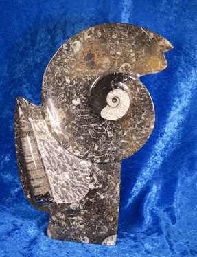 Fossiiliveistos jossa ammoniitteja ja oikosarvifossiileita 20x30cm
