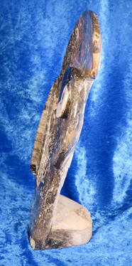 Fossiiliveistos jossa ammoniitteja ja oikosarvifossiileita 20x30cm
