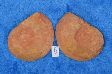 Ammoniitti PARI, halkaistu fossiili 25-30mm nro5 Marokko