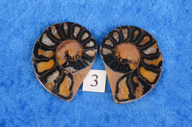 Ammoniitti PARI halkaistu fossiili 20-30mm nro3