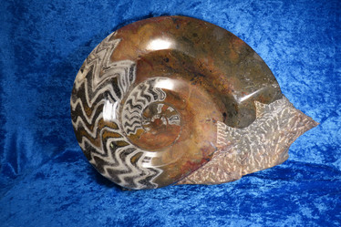 Ammoniitti fossiili iso 8,4kg Marokko
