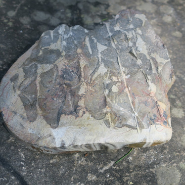 Ammoniitti fossiili 2,8kg Marokko