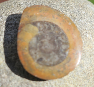 Ammoniitti, pieni halkaistu 27x22mm fossiili. Marokko