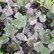 Fluoriitti raakapala violetti ja vihreä 15-20g Kiina