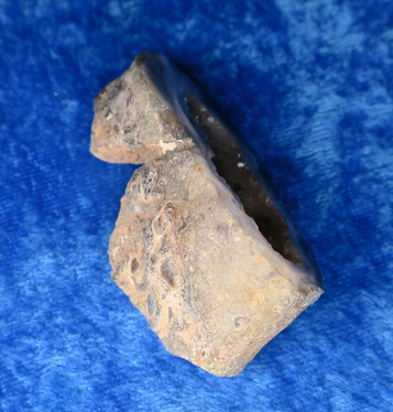 Akaattigeodi 42g Brasilia txh