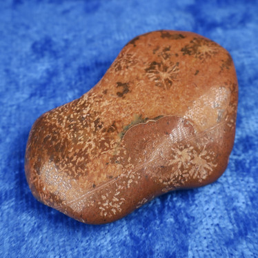 Fossiilikoralli 14g 40x30x10mm