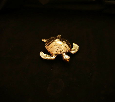 Merikilpikonna - pieni