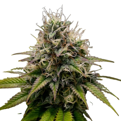 Kali Dog by Royal Queen Seeds 3kpl