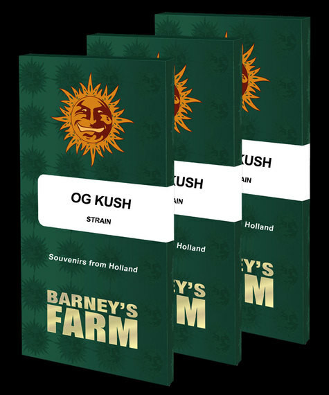 OG Kush by Barneys Farm 3kpl