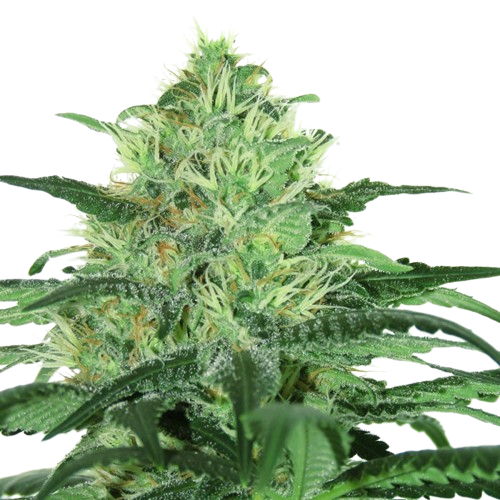 Sideral by Ripper Seeds 3kpl