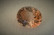 Imperial topaz 7,2ct