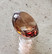 Brasilian Imperial topaasi, monivärinen luonnollinen erikoisuus 16,5 ct