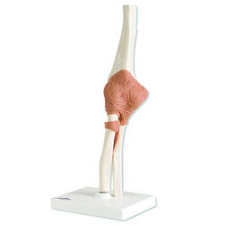 Kyynärnivel. + ligamentit A83 [4911]