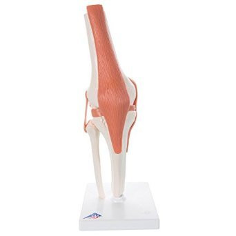 Polvinivel + ligamentit A82 [4908]