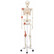 LUURANKO + ligamentit A12 [4906]