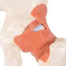 Lonkkanivel + ligamentit A81 [4909]