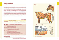 Laser therapy and acupuncture on horses [5010]