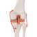 Polvinivel + ligamentit A82 [4908]